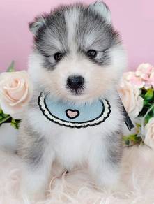 Husky