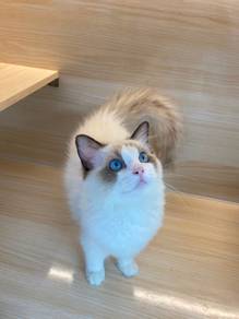 Ragdoll Female Kitten