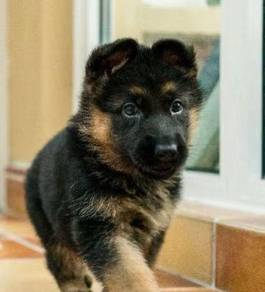 German Shepherd