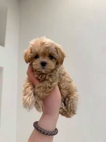 Winsome Maltipoo Round Face Puppy Puppy Dog