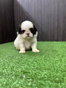 Shih Tzu Female 1