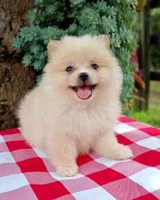 pomeranian