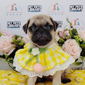 Pug
