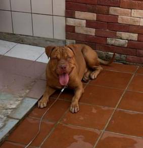 Young Adult Pitbull