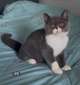British shorthair