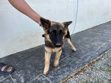 German Shepherd Male 4 Months Puppy