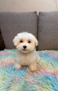Maltese puppy