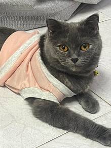 Bsh 