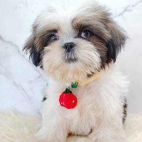 Shih Tzu