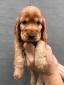 ENGLISH COCKER SPANIEL PUPPIES C113🌻 Male