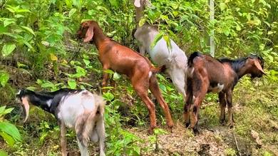 kambing 4 ekor Jamna cross 