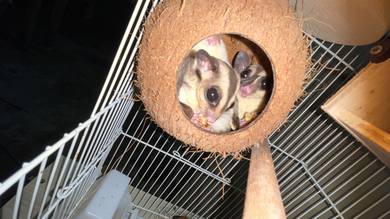 sugar glider