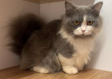 Munchkin British Long Hair