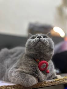 male BSH