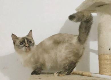 munchkin Siamese pointed tortoiseshell 