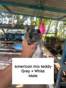 Guinea Pig American
