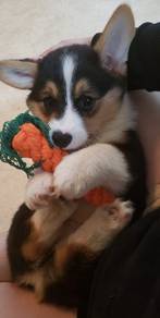 K8507 Obedient Corgi Cute Fluffy Butt Puppy Puppy