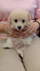 Maltipoo