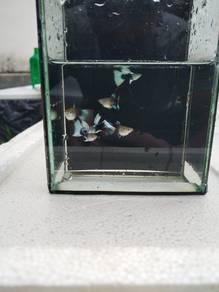 hb white shortbody guppy