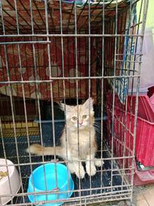 Kucing Parsi