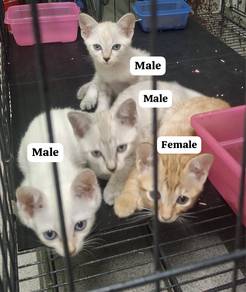 Kitten Free for Adopt