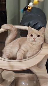 Cream BSH Clingy Kitten 5 months plus male 6831