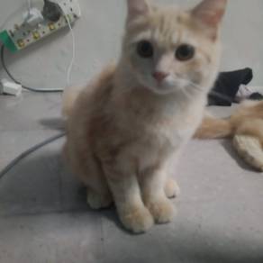 kucing 