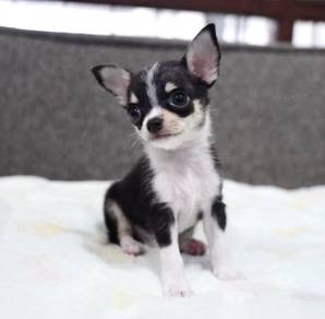 CHIHUAHUA PUPPIES CH311🌷 Head Apple Boy