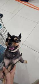 Small size bear face adult pomeranian