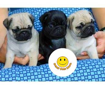 QW2000 Pug puppies 2 months old