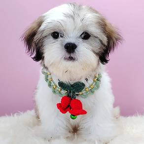 Shih Tzu