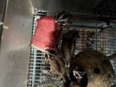 sugar glider