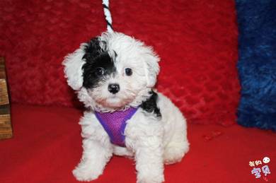Maltipoo