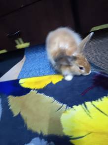 Arnab Mix Teddy bear 