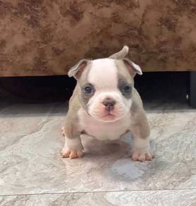 AMERICAN BULLY PUPPIES D125 🐻 Exotic - Pocket