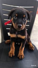 Rottweiler male