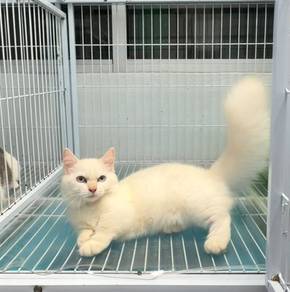 Color point Minuet kitten