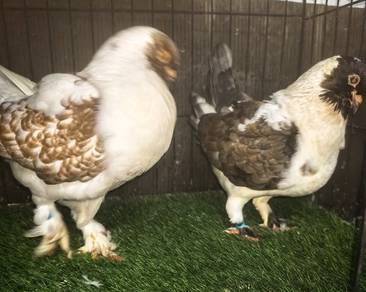 Modena EM Induk
