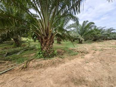 Agricultural Land in Batang Berjuntai, SGR