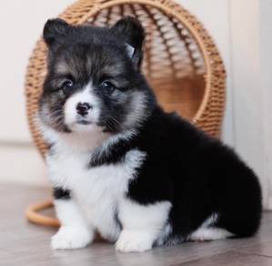 CORGI PUPPIES C0178 🌻 Available Female