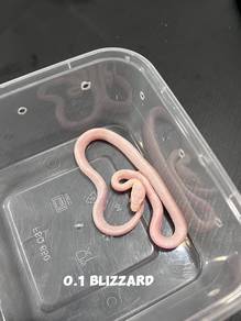 corn snake