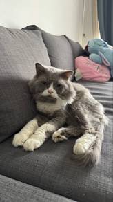 BSH Mix Male Cat 3 Years 6 Months 