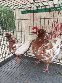 Merpati Modena Matang