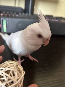 Burung Cocketail Albino