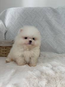 QW9002 Tiny Pomeranian sweetheart puppy