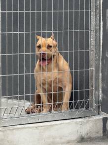 American bully