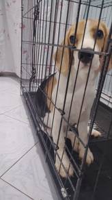 beagle