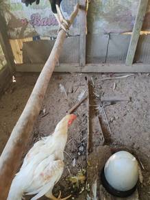 aseel parrot kakak tua