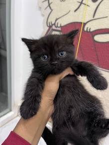 Persian kitten