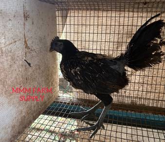 Ayam Cemani B